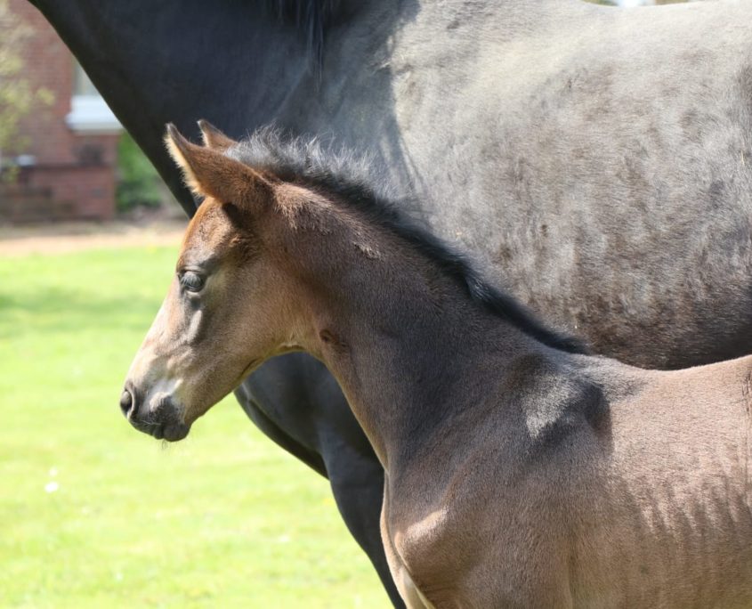 Hannoverian dressage filly