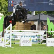 Experienced show jumping horse