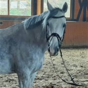 German riding pony