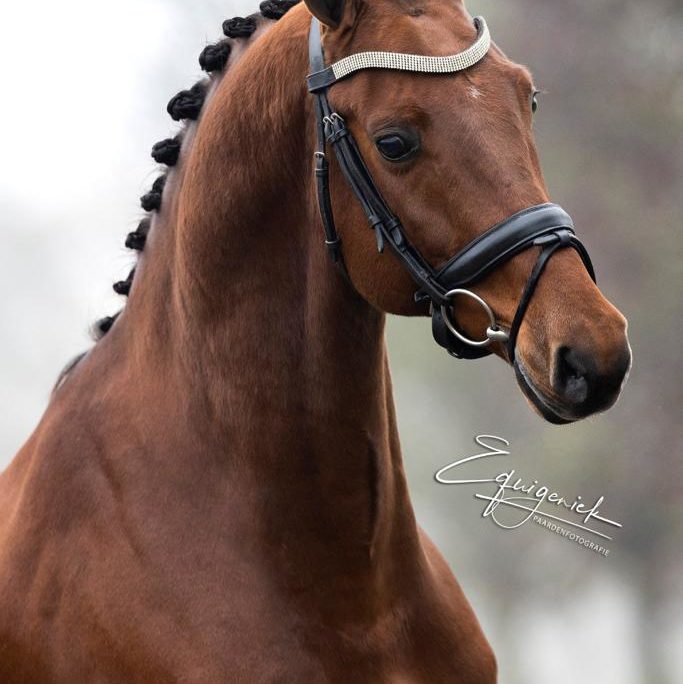 Dressage youngster
