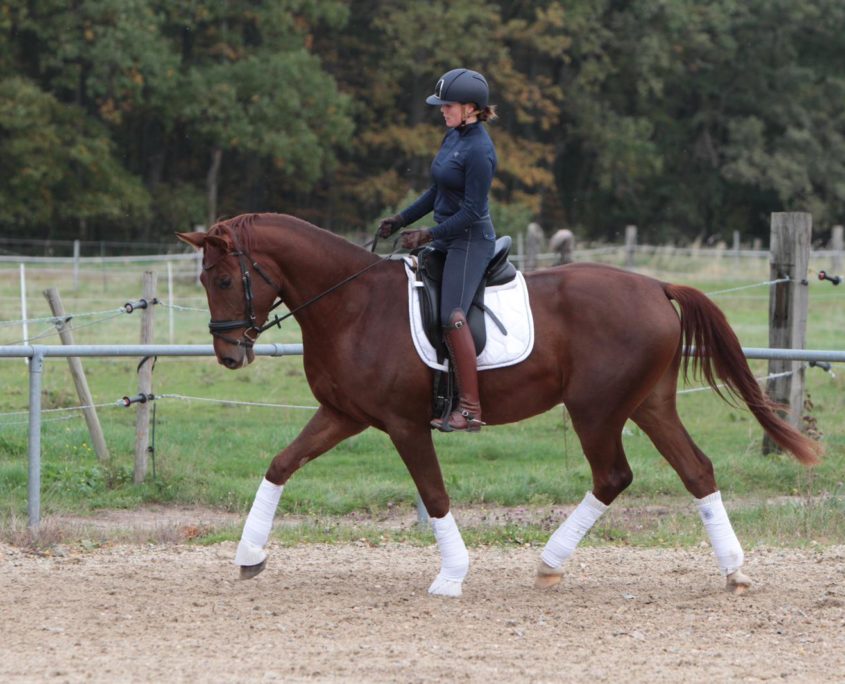 Dressage youngster
