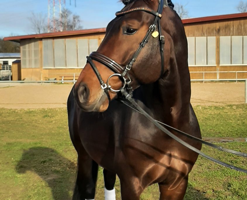 Hannoverian stallion