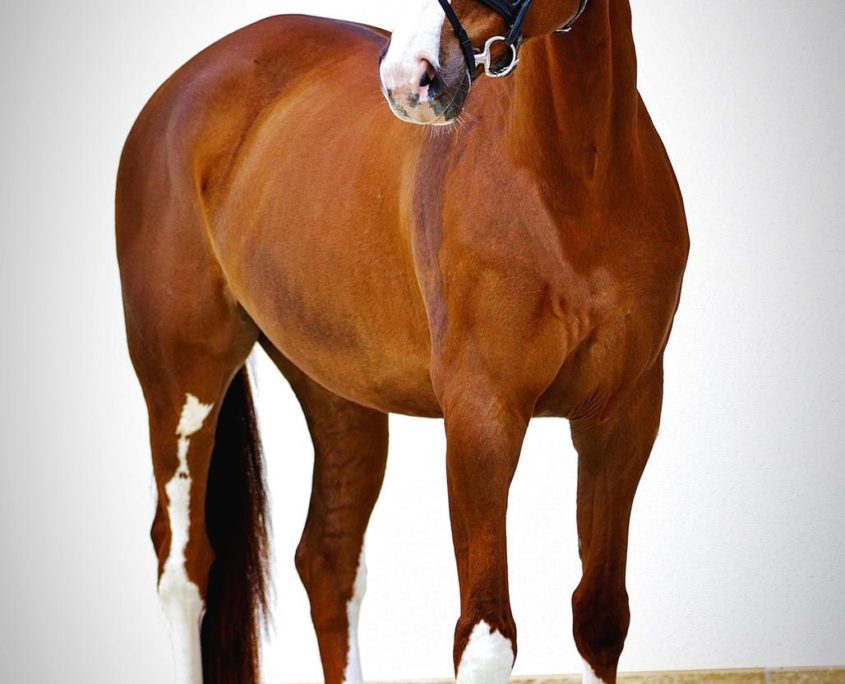 PSG Dressage horse